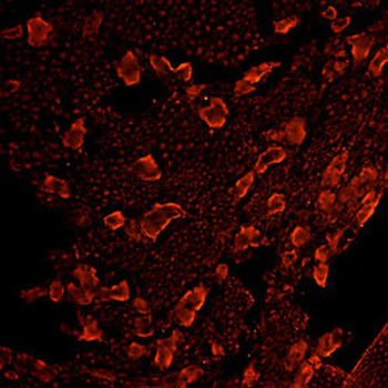 Mu Opioid Receptor Antibody