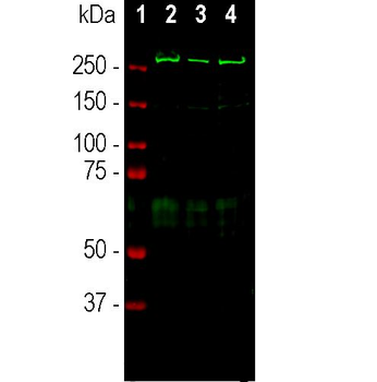 alpha-II-Spectrin/alpha-Fodrin Antibody