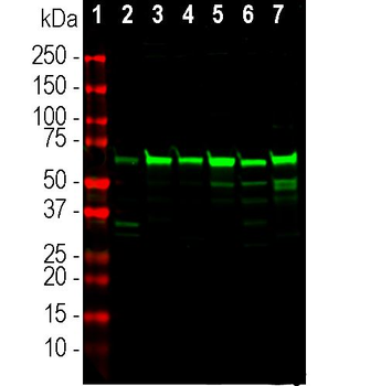 Annexin A6 Antibody