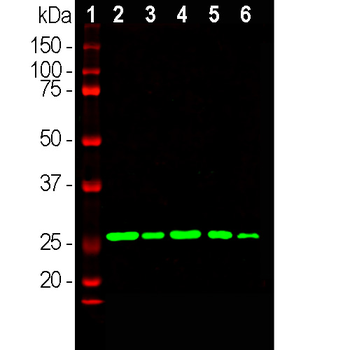 Calretinin Antibody
