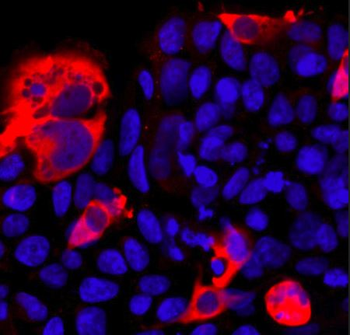 CasΦ/Cas12j Antibody