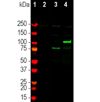 CasΦ/Cas12j Antibody