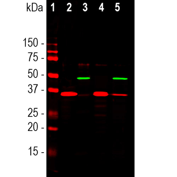 GAPDH Antibody