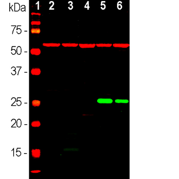 HSP60 (Heat Shock Protein 60) Antibody