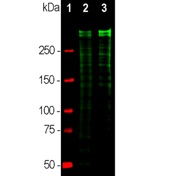 Ki67 Antibody