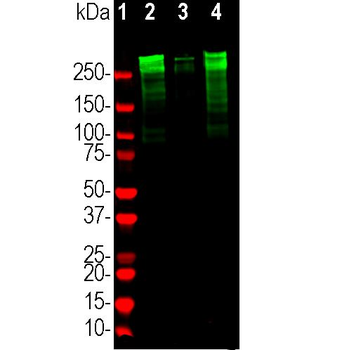 MAP2 (Microtubule Associated Protein 2) Antibody