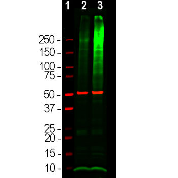 Ubiquitin Antibody