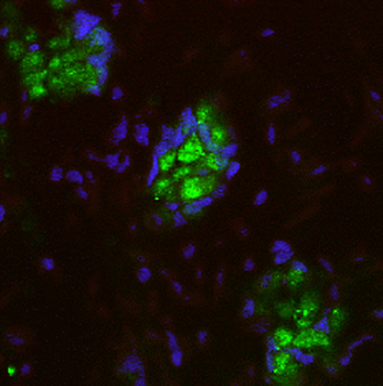 LepRb/OBRb Antibody