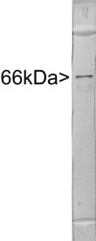 Neurofilament alpha-internexin/NF66 Antibody
