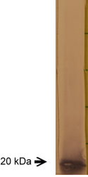 Myelin Basic Protein Antibody