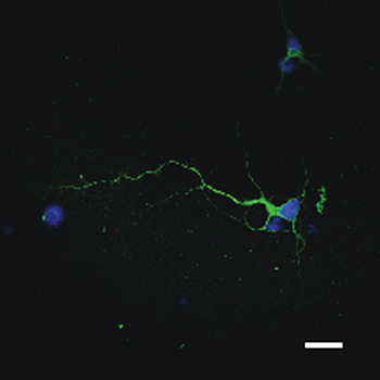 Tau /MAPT+ Antibody