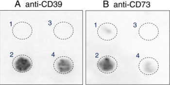 CD39 Antibody