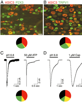 ASIC 3 Antibody