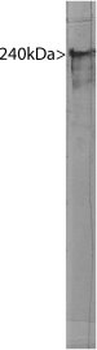 alpha-II-spectrin/alpha-Fodrin Antibody