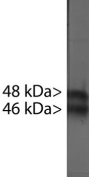 Doublecortin/DCX Antibody