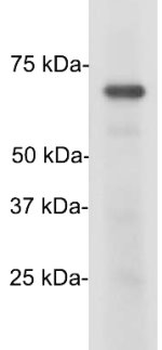 TAF15 Antibody