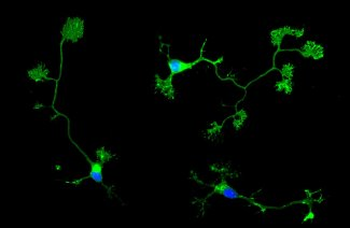 GAP43 Antibody