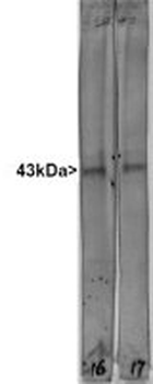 GAP43 Antibody