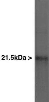 Myelin Basic Protein Antibody