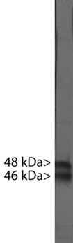 FOX3/NeuN Antibody