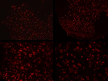 FOX3/NeuN Antibody