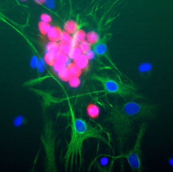 FOX3/NeuN Antibody