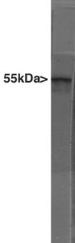 GFAP Antibody