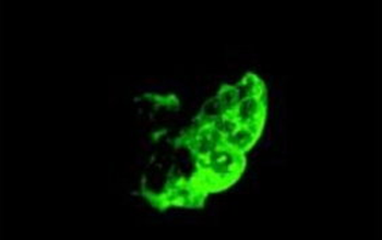 TRA-1-81 Antibody