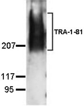 TRA-1-81 Antibody