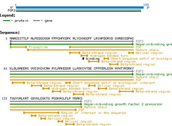 Human Fibroblast Growth Factor-basic-Sf9 protein