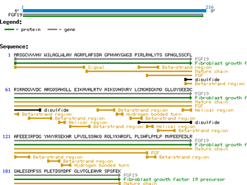Human Fibroblast Growth Factor-19 protein