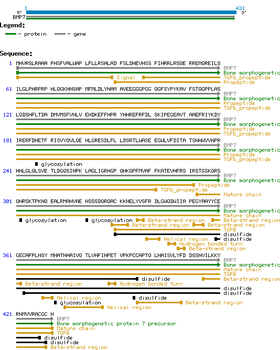 Human BMP7 protein
