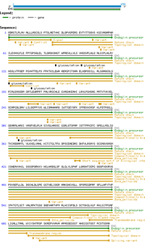 Human CD105 (Endoglin) protein
