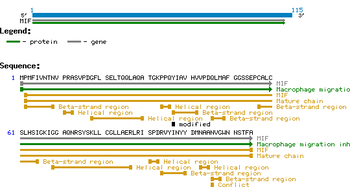 MIF (MIF Human) protein