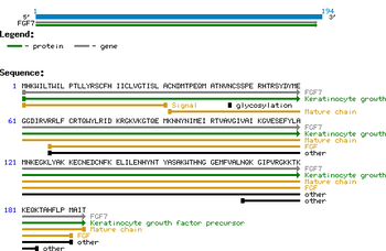 Human Keratinocyte Growth Factor (KGF Human) protein