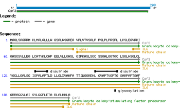 Mouse Granulocyte Colony Stimulating Factor protein