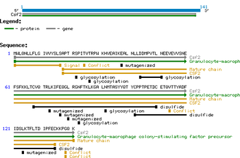Murine Granulocyte Macrophage-Colony Stimulating Factor protein