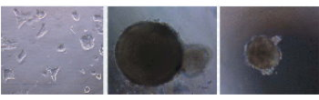 Mouse Leukemia Inhibitory Factor protein