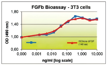 Human bFGF protein