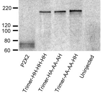P2X2 Antibody