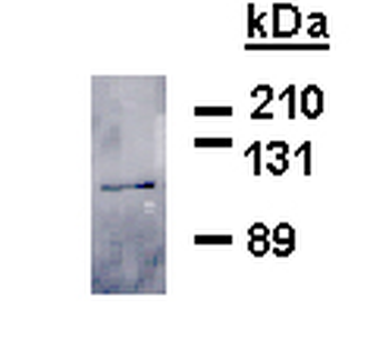 mGluR6 Antibody