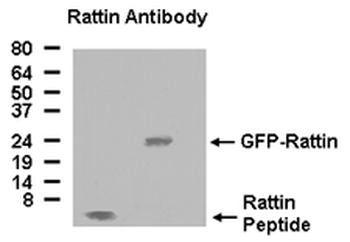 Rattin Antibody