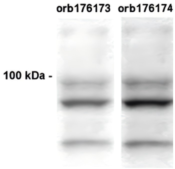 CLAC-P (NC2-2 region) Antibody