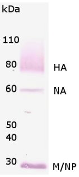 Influenza A Virus (subtype H1N1) Antibody