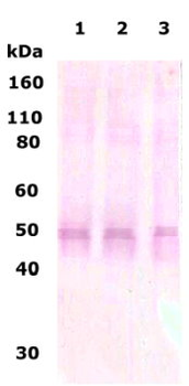 Delta Opioid Receptor 361-372 Antibody