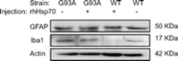 GFAP Antibody