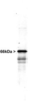Neurofilament alpha-internexin/NF66 Antibody