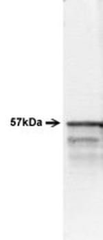 Peripherin Antibody