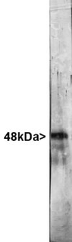 FOX3/NeuN Antibody