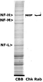 Neurofilament NF-H, phosphylated Antibody